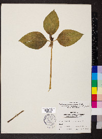 Trillium recurvatum image