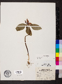 Trillium recurvatum image