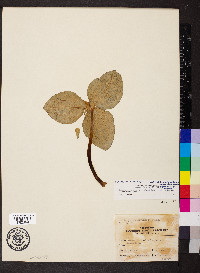 Trillium recurvatum image
