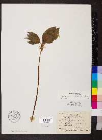 Trillium recurvatum image