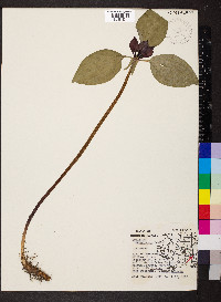 Trillium recurvatum image