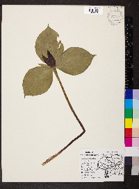 Trillium sessile image