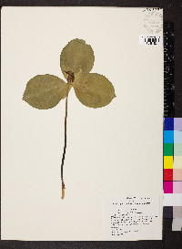 Trillium sessile image