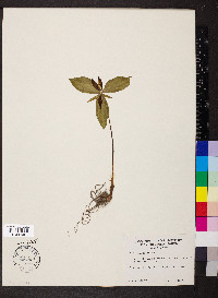 Trillium sessile image