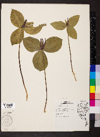 Trillium sessile image