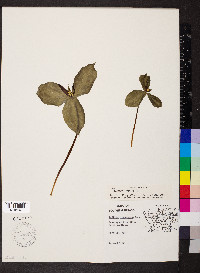 Trillium sessile image