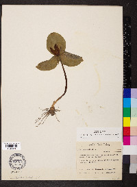 Trillium sessile image