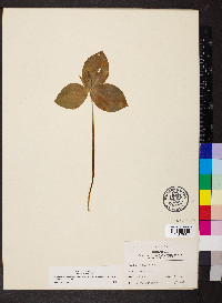 Trillium sessile image