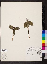 Trillium sessile image