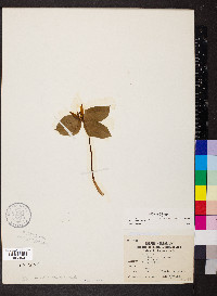 Trillium sessile image