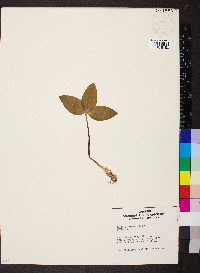 Trillium nivale image