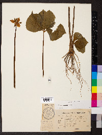 Trillium cernuum image