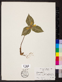 Trillium discolor image