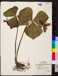 Trillium erectum image