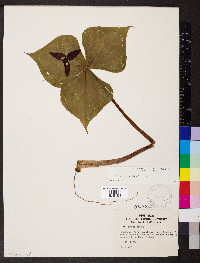 Trillium erectum image