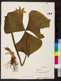 Trillium erectum image