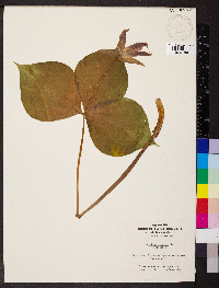 Trillium flexipes image