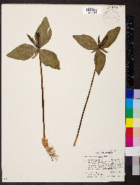 Trillium ludovicianum image