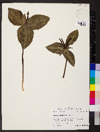 Trillium ludovicianum image