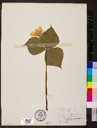 Trillium nivale image