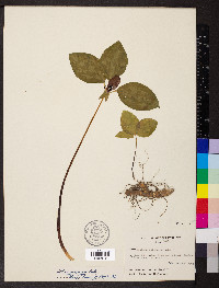Trillium recurvatum image