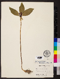 Trillium recurvatum image