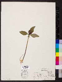 Trillium recurvatum image