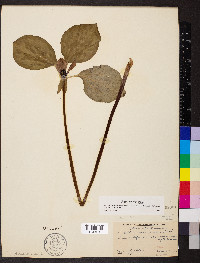 Trillium recurvatum image