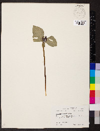 Trillium recurvatum image