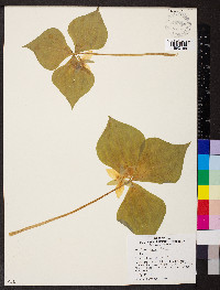 Trillium rugelii image