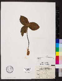 Trillium sessile image