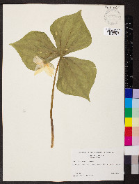 Trillium simile image