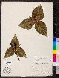 Trillium underwoodii image