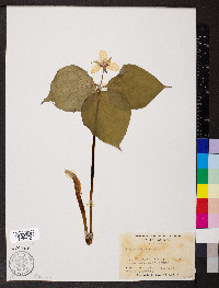 Trillium undulatum image