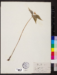 Trillium undulatum image