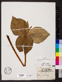 Trillium viridescens image