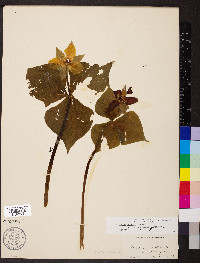 Trillium erectum image