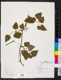 Smilax bona-nox image