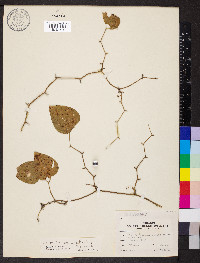 Smilax bona-nox image