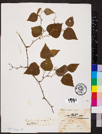 Smilax bona-nox image