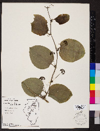 Smilax tamnoides image