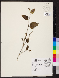 Smilax tamnoides image