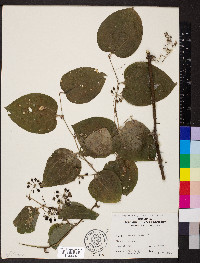 Smilax tamnoides image