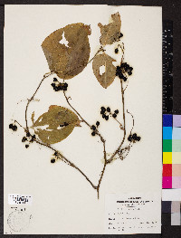 Smilax tamnoides image