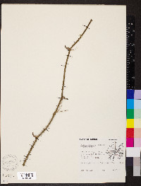 Smilax tamnoides image