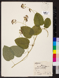 Smilax tamnoides image