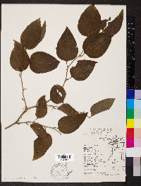 Smilax tamnoides image