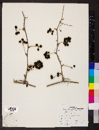 Smilax tamnoides image