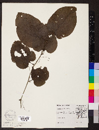 Smilax tamnoides image