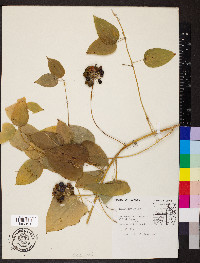 Smilax tamnoides image